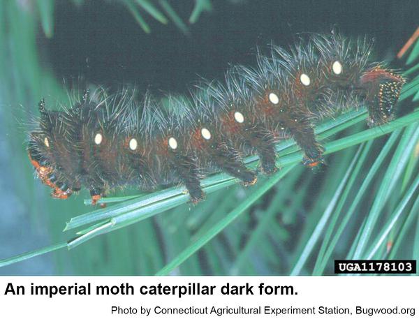 Imperial moth caterpillars